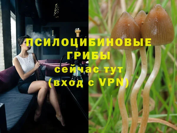 прущие грибы Дмитров