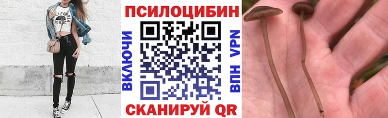 Галлюциногенные грибы GOLDEN TEACHER  купить   Дмитров 